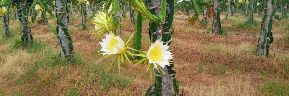 Siri Dragon Fruit Farm