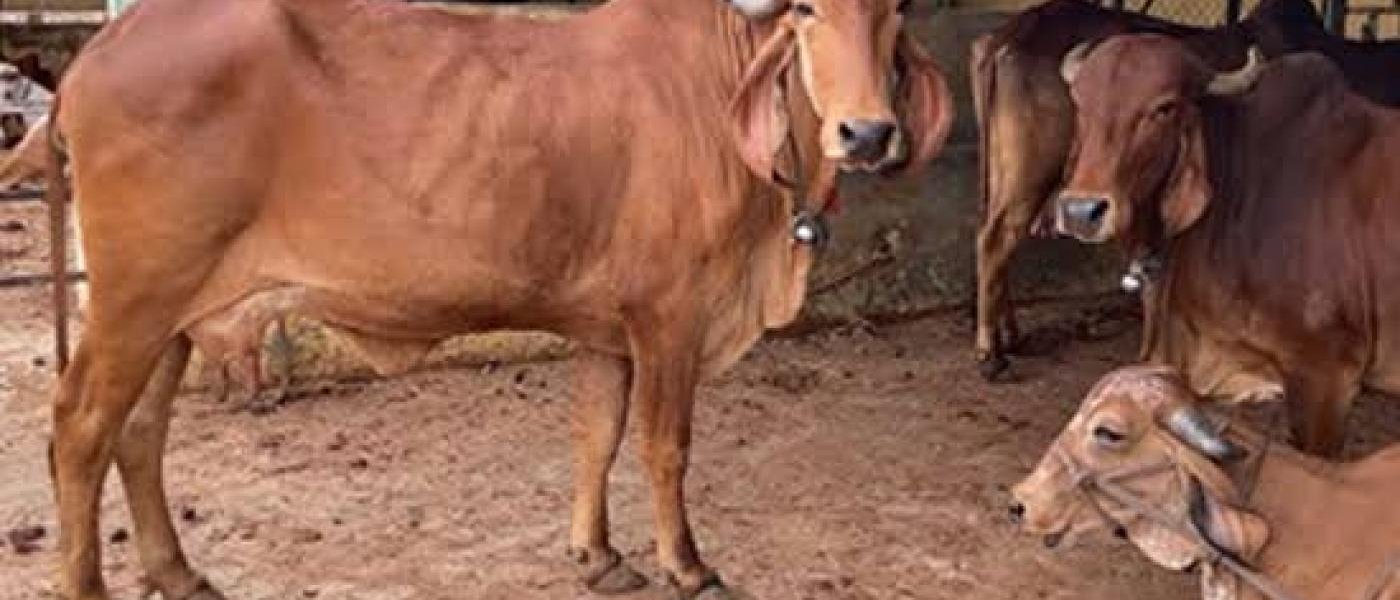 Jaggery