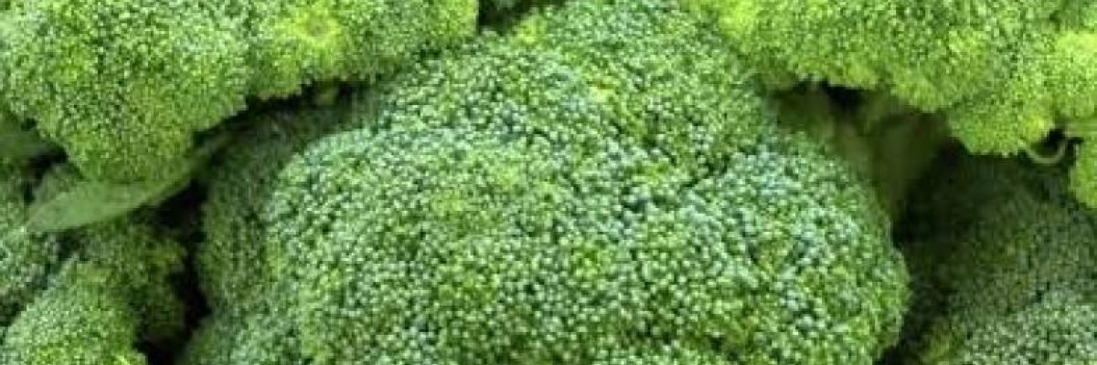 FRESH ORGANIC VEGETABLES FARM