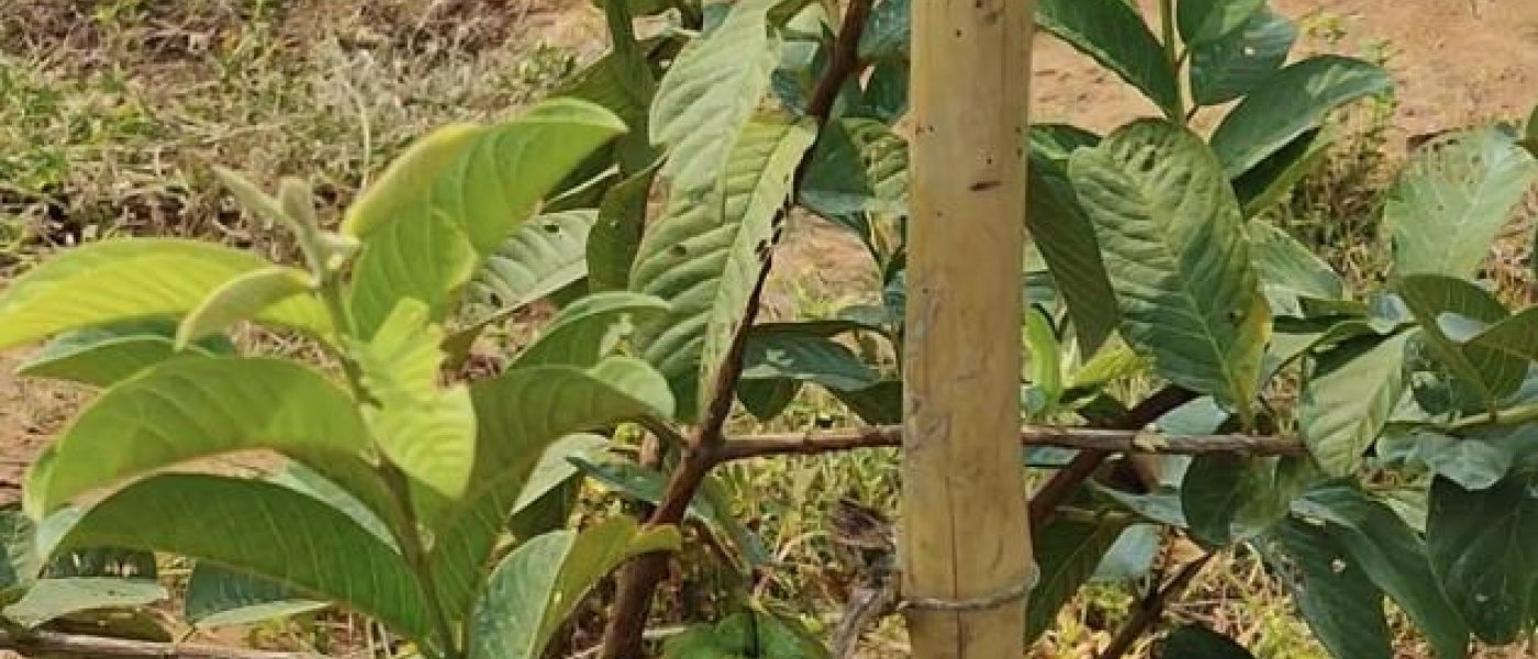 Guava Leaves Powder