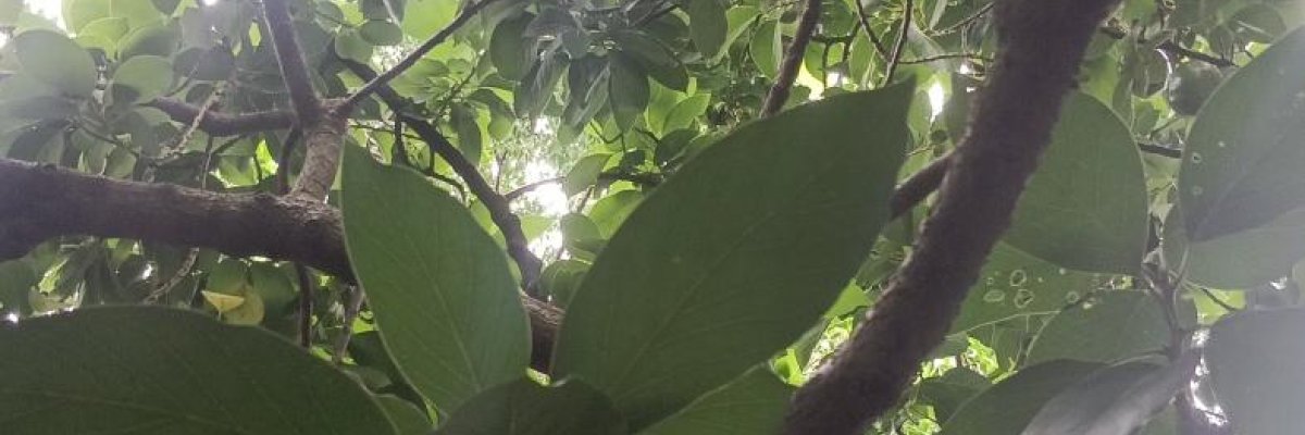 Sri Lakshmi organic natural farm