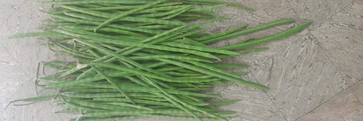 NGO Colony illupaiyurani