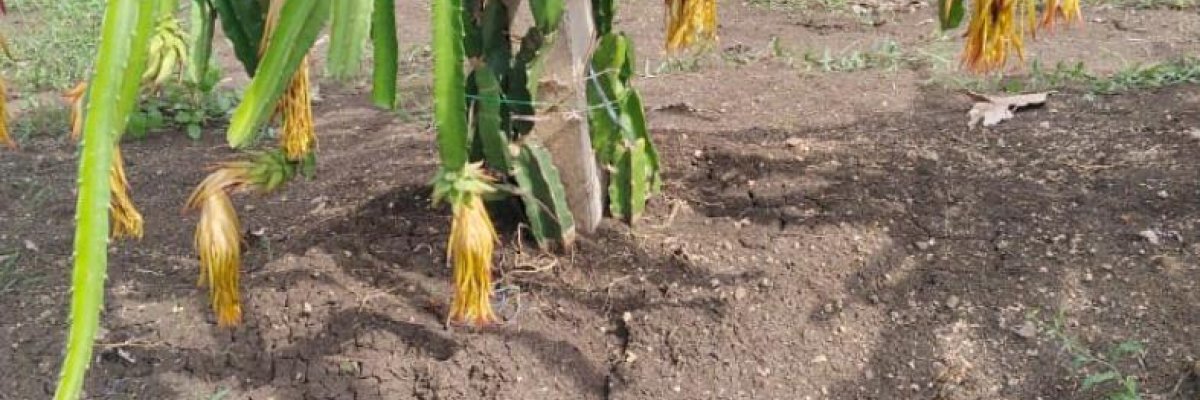 THE ROCK'S DRAGON FRUIT FARM