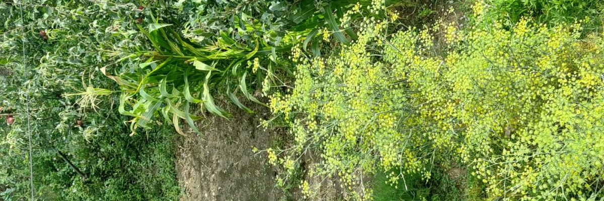 Shaire goodluck traders