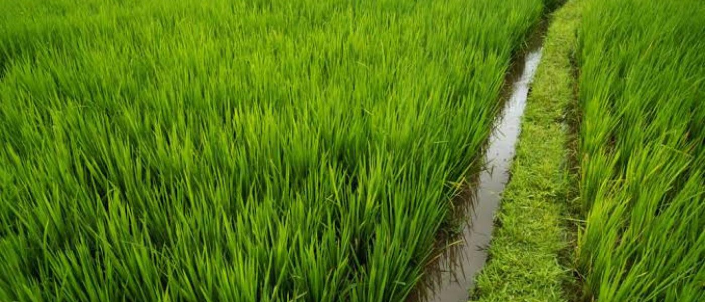 Basmati Rice