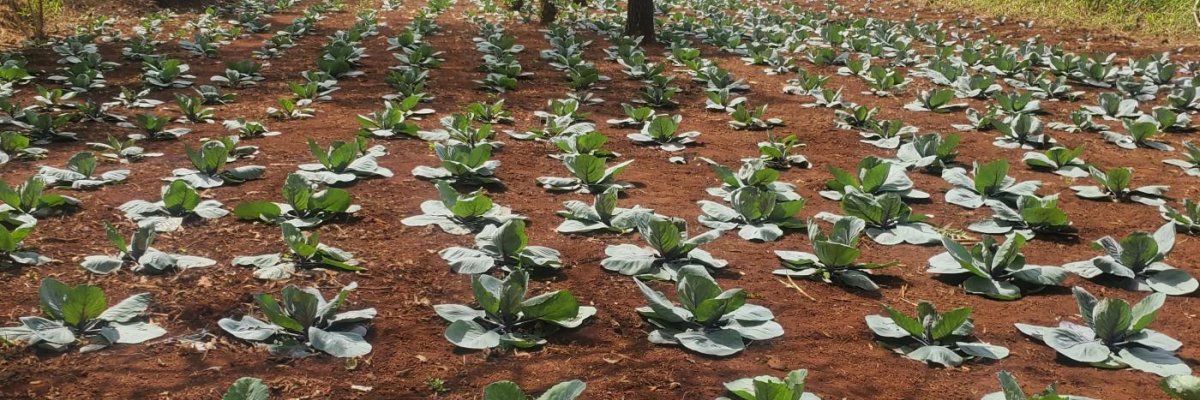 MIKEGENIX ENTERPRISES