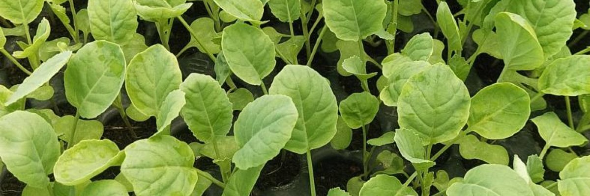 VEN-BA NURSERY FARMING