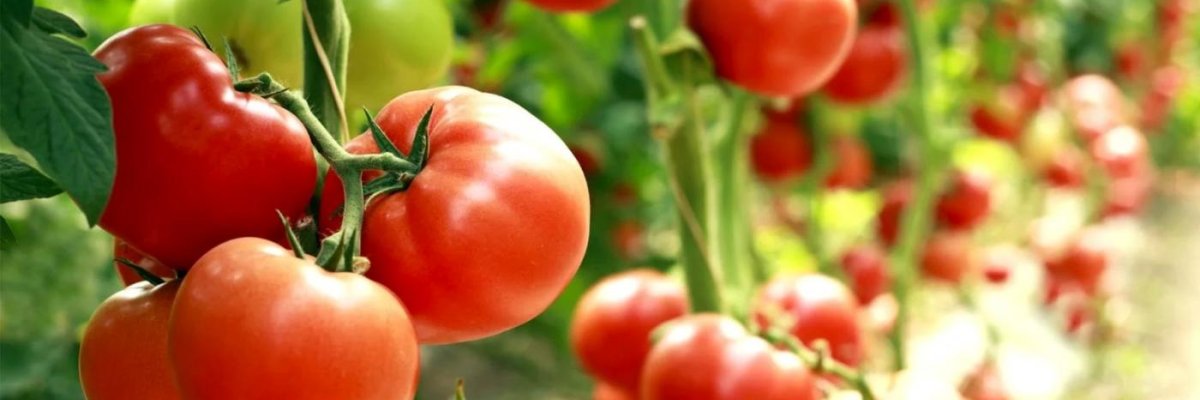 Prime time liquidation