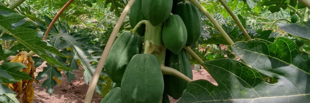 Jardin de fÃ©licitÃ©