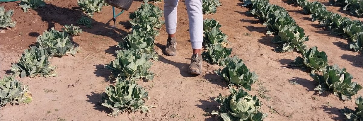 Ikhambi Farmstead (PTY) LTD