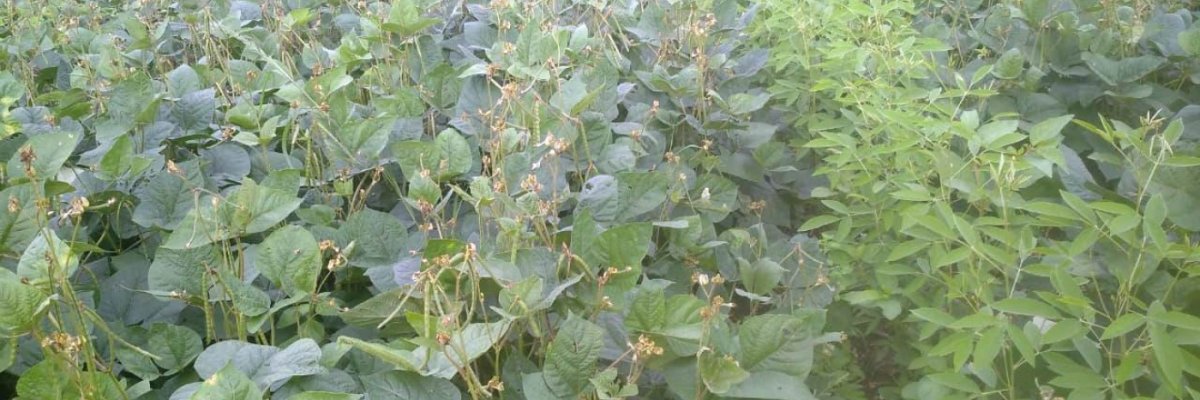 ATUL ENGINEERING SERVICES