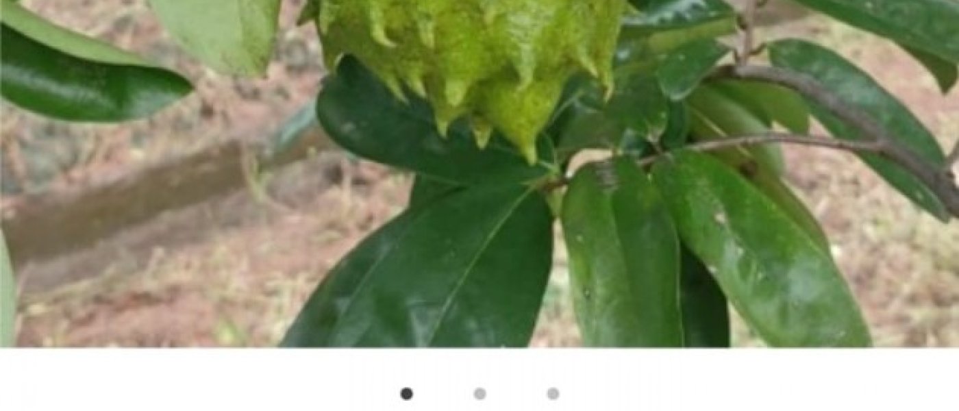 Hill Lemon