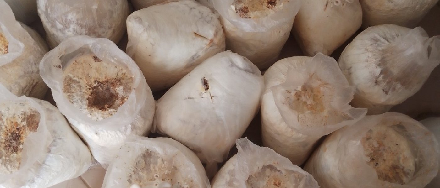 Oyster Mushrooms