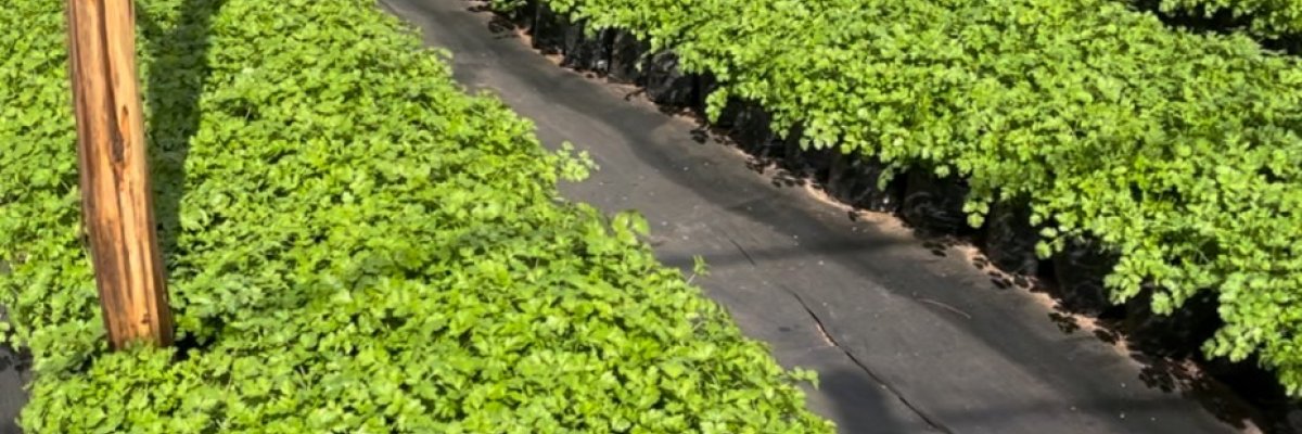 LH Potgieter Boerdery