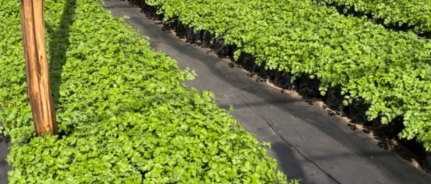 Parsley