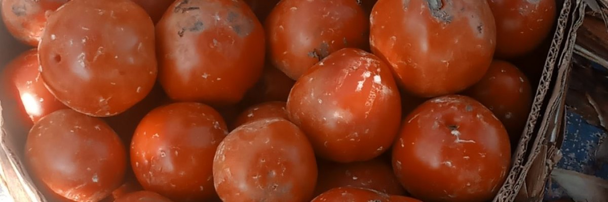 Kategure Tomato Farm