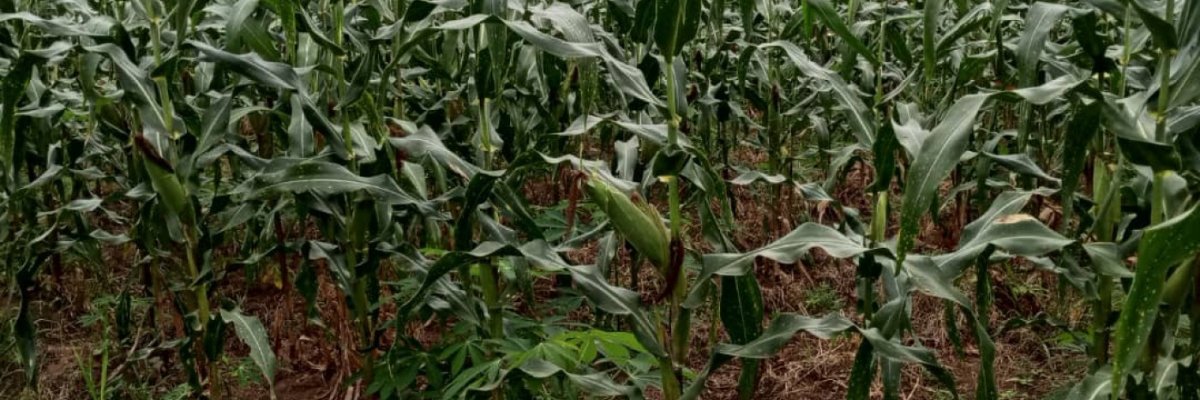 Modesty Multi-dynamics Farms