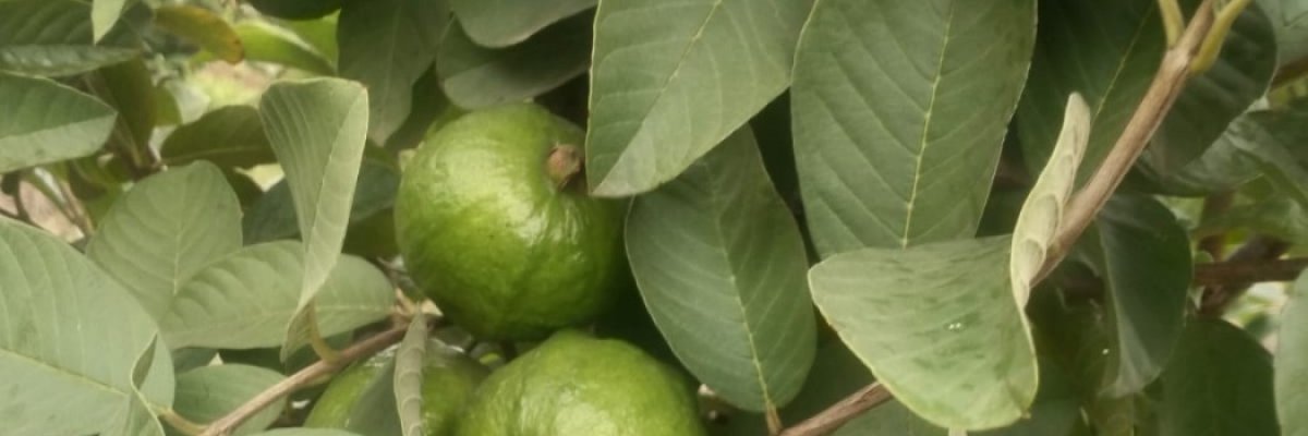 Vaibhavi fruits