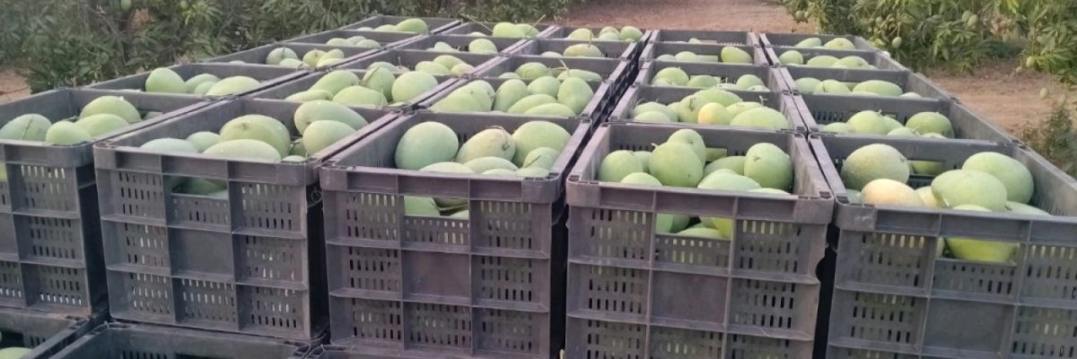 Ved Prakash Tyagi Mango Farm
