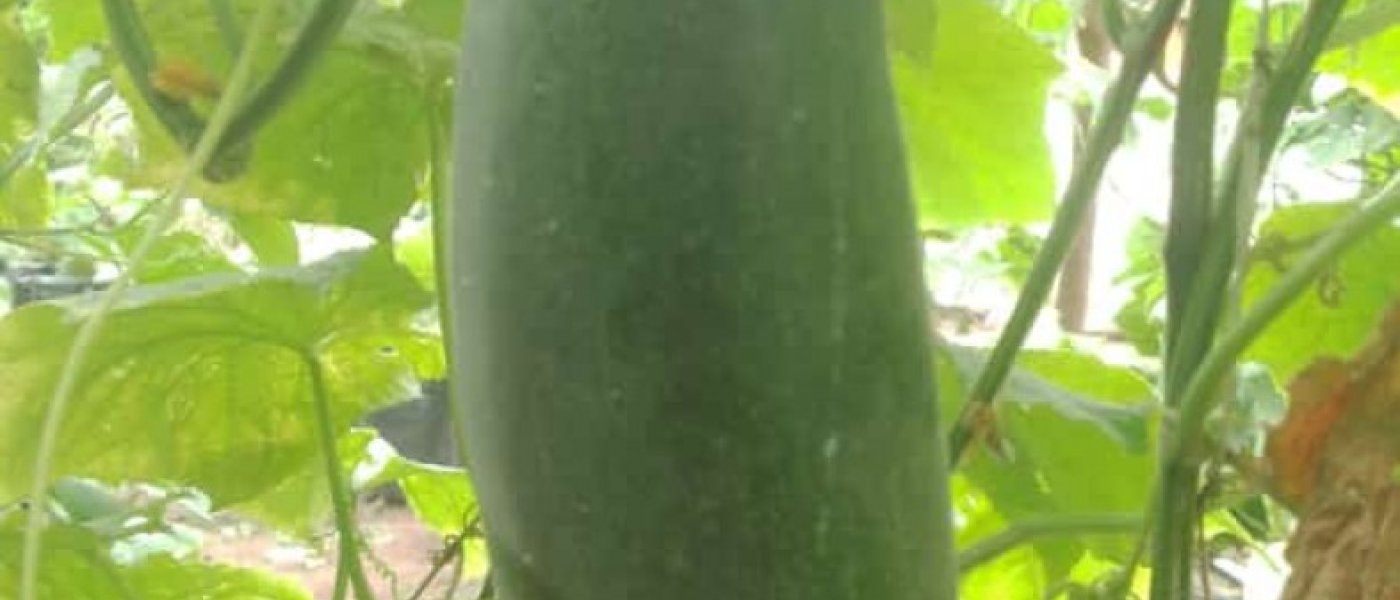 English Cucumbers