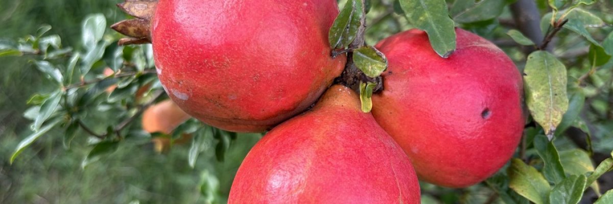 Pomogranate