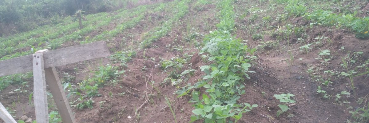 Executive Yusmar farm produce