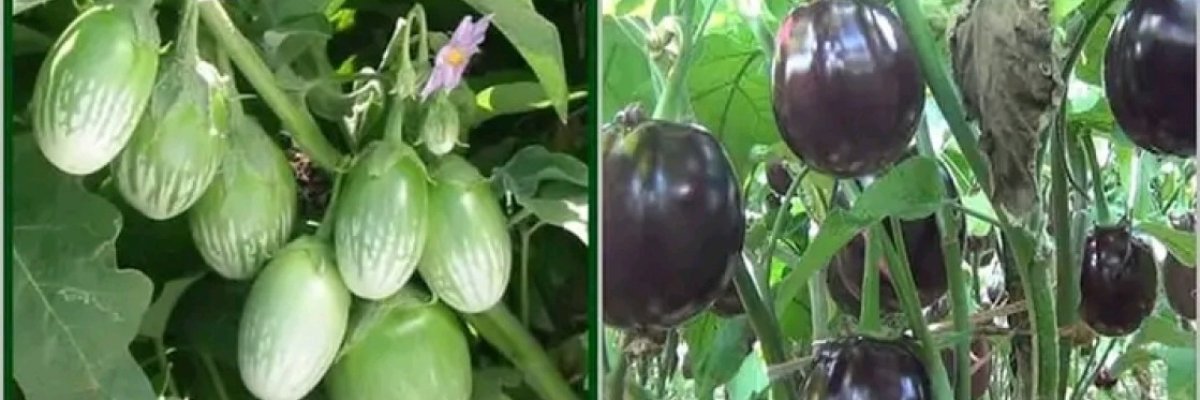 NKILIJIWA FARMING PROJECTS AND FOOD SUPPLIERS GROUP