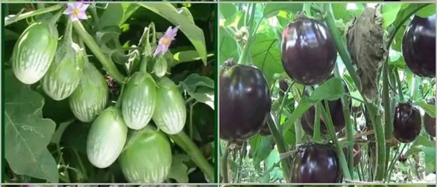 Brown Onion
