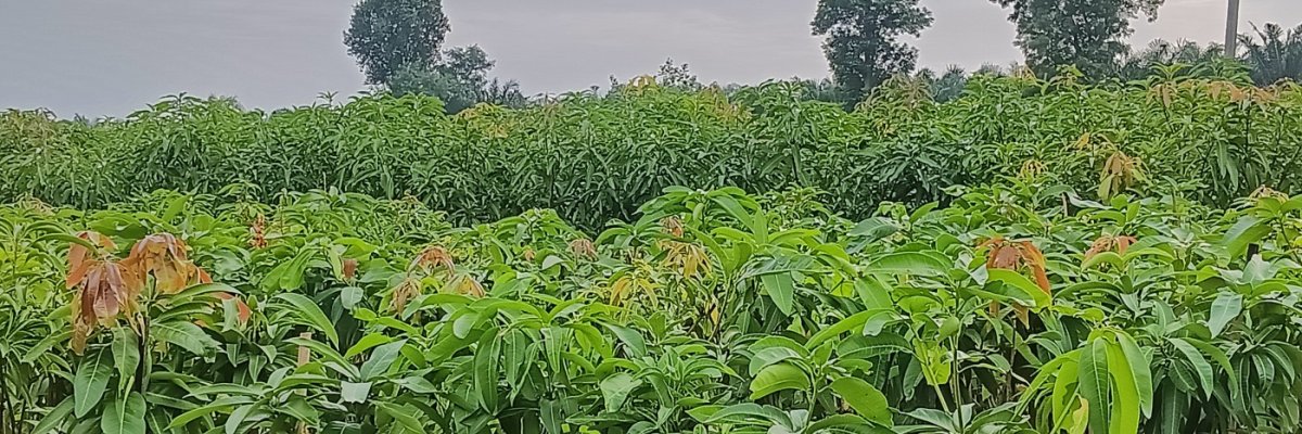 Sri Lakshmi Venkateswara nursery and gardens