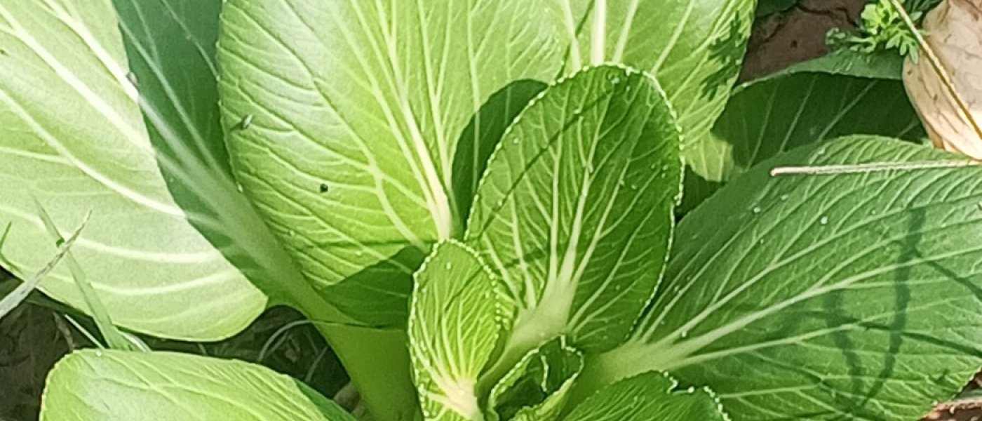 Napa Cabbage