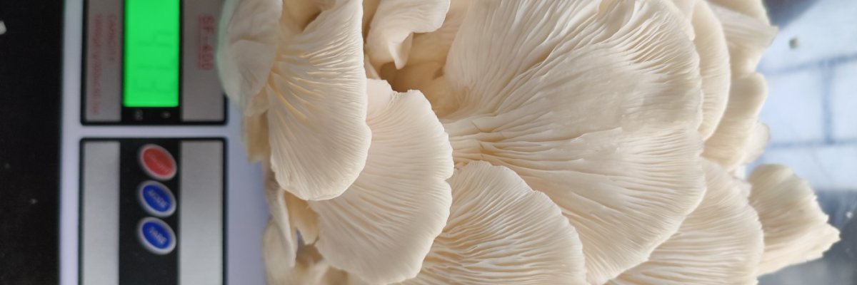 Shirshikar Mushroom Farm