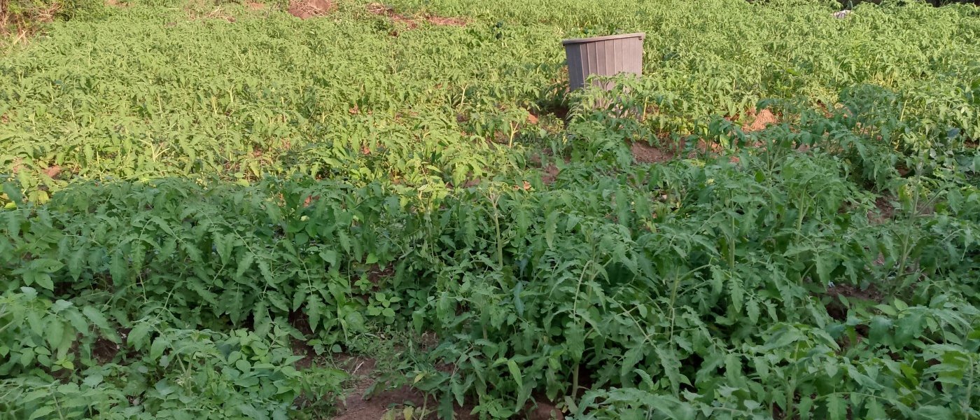 Tomatoes