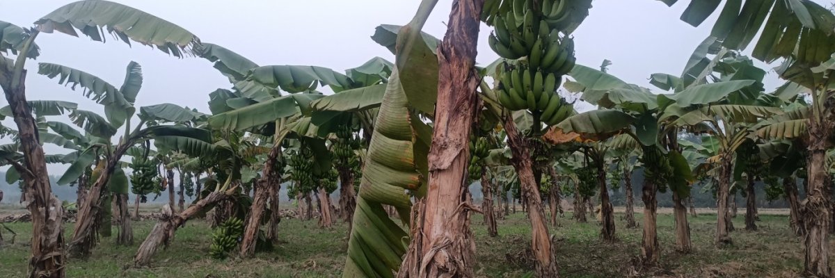 Shashi Bhushan Kunwar