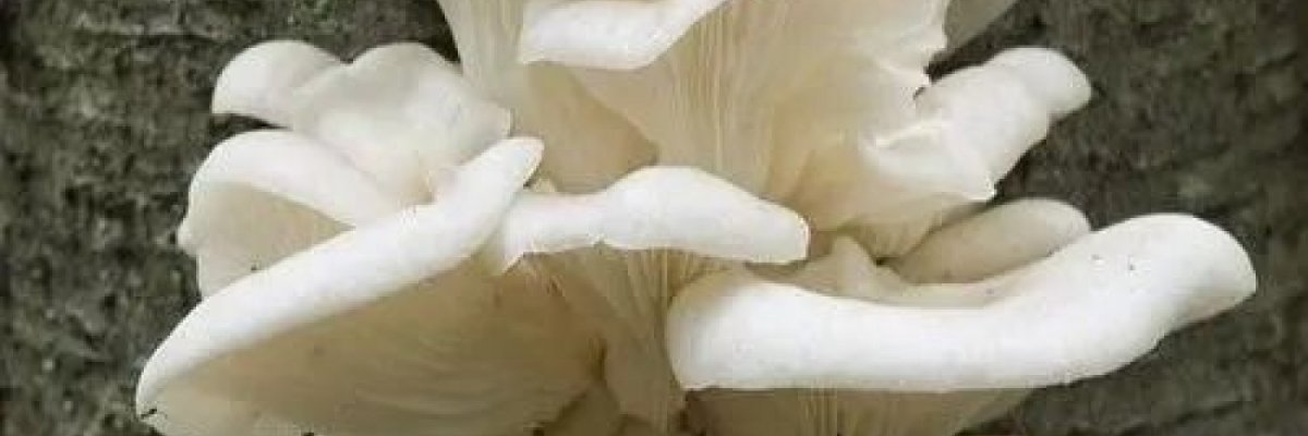 DHANU MUSHROOM FIRM