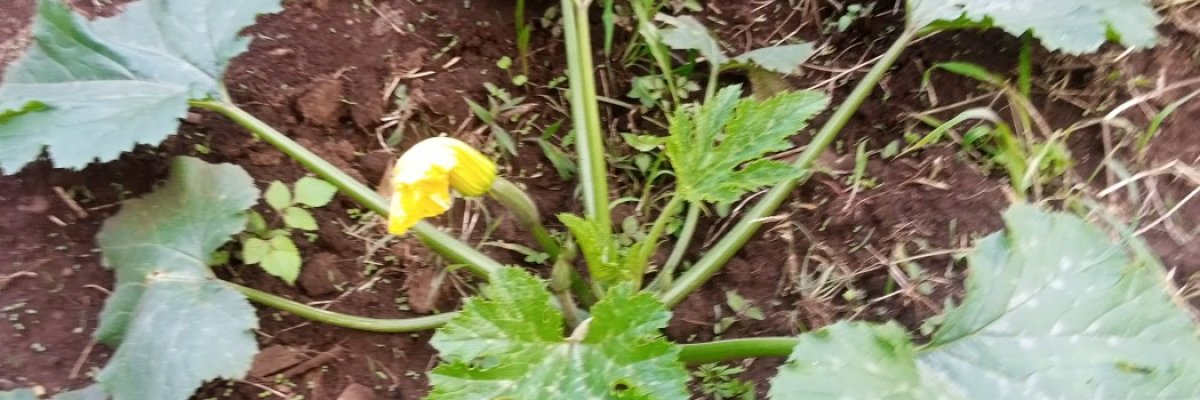 Polly's kids and babies wear