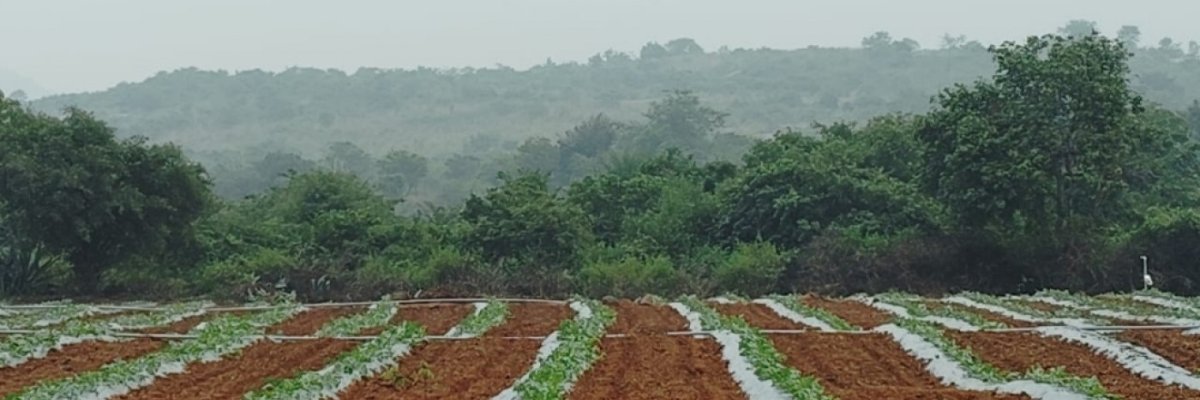 Cattle & Green Farming Pvt Ltd