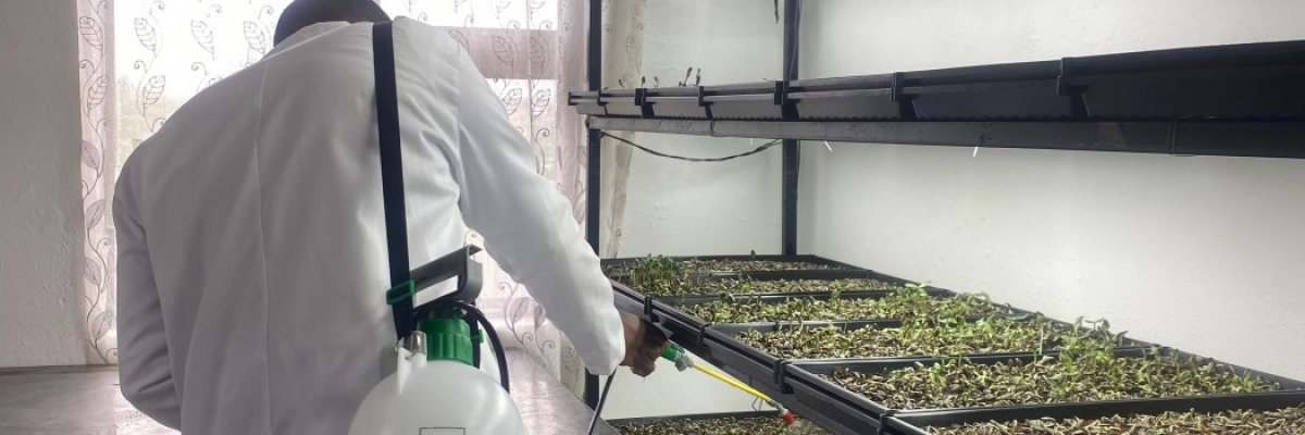 DEW OF HEAVEN MICROGREENS