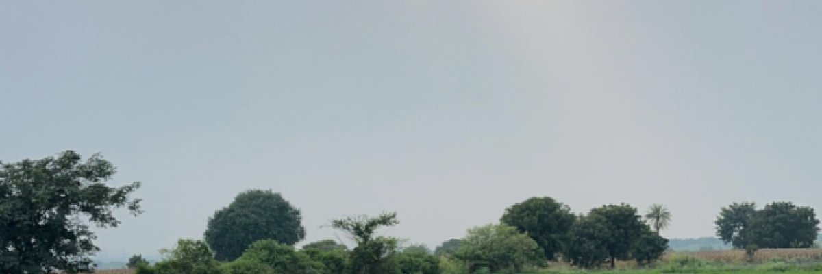 Carrot and beet root farm