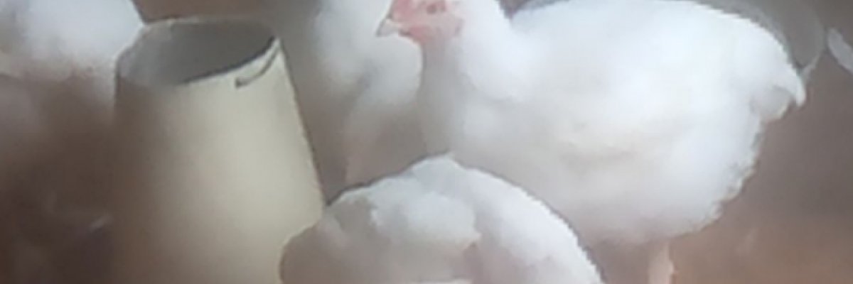 Poultry and vegetables