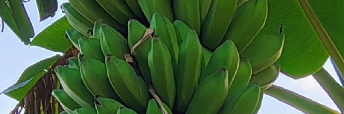 ಚಿಲುಮೆ ಕೈತೋಟ /Chilume Farm