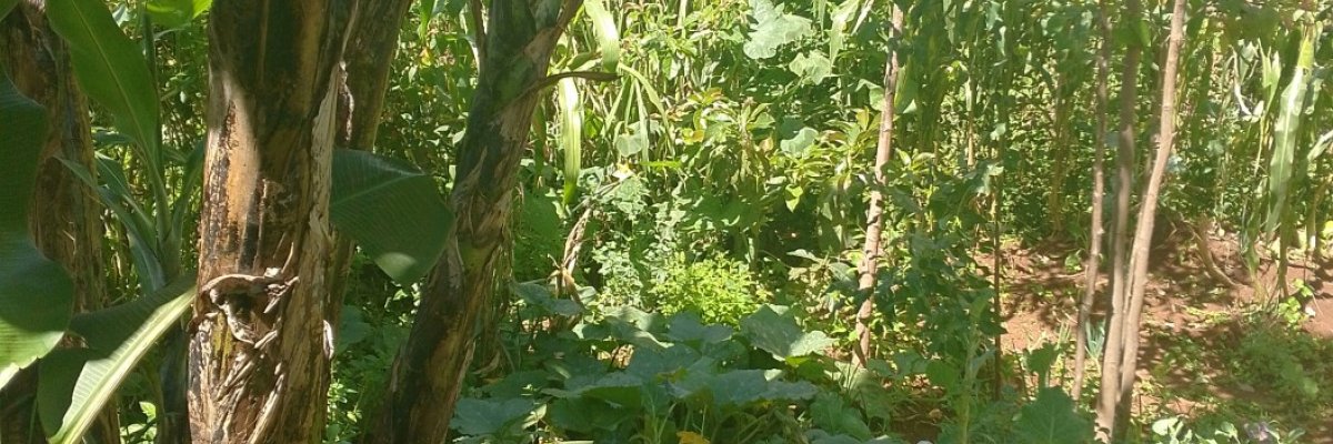 East Africa rare seeds, Fruits and Vegetables.