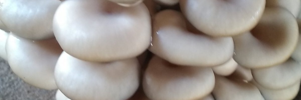 Chila Agroalied Global Ltd