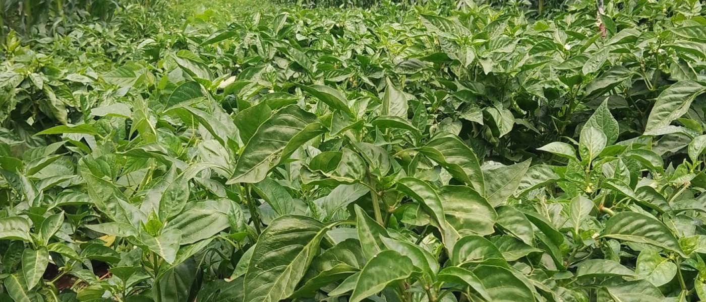 Chili Peppers