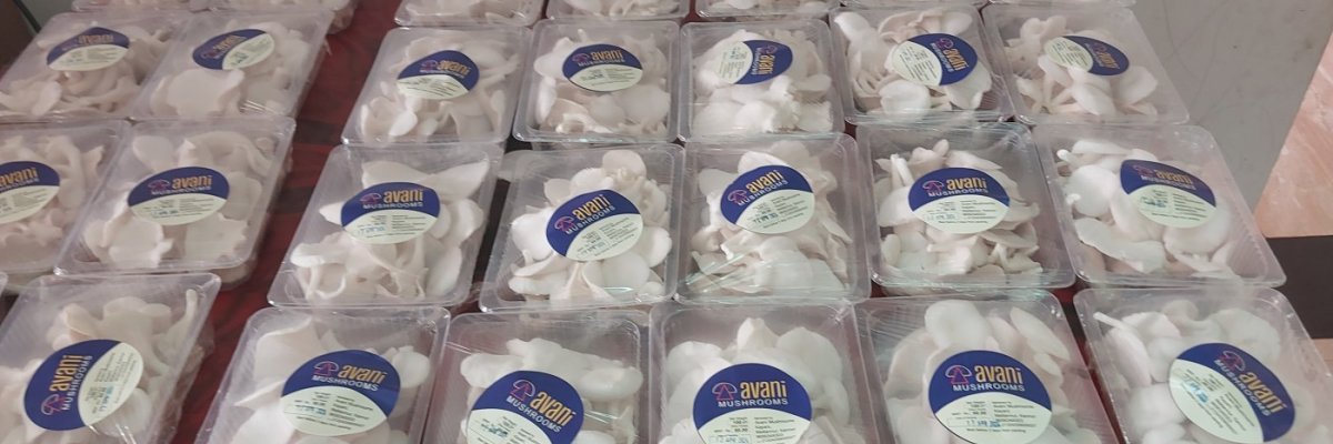 Avani Oyster mushroom farm