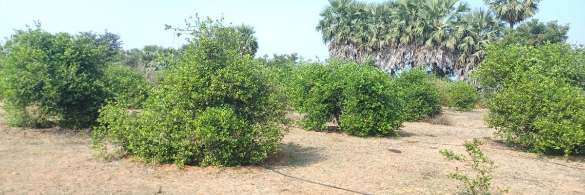 SriKrishna Organic Farm Products