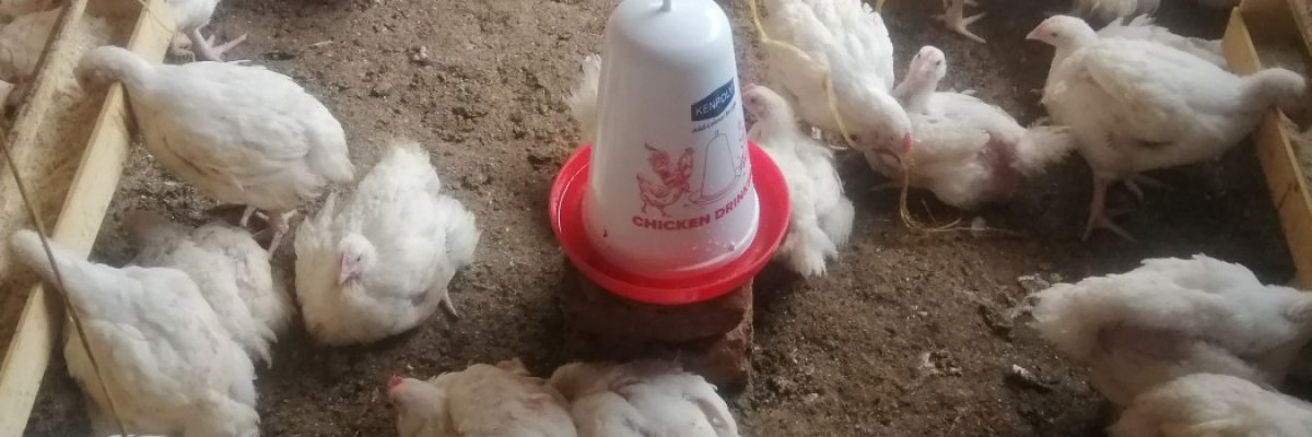 PHIPO FARM (Phio poultry farm)