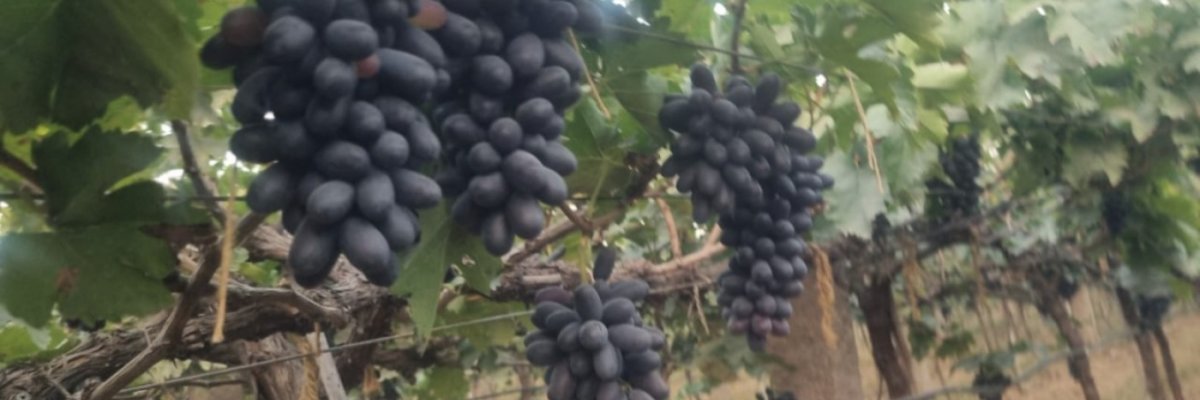 MAR Grape farm