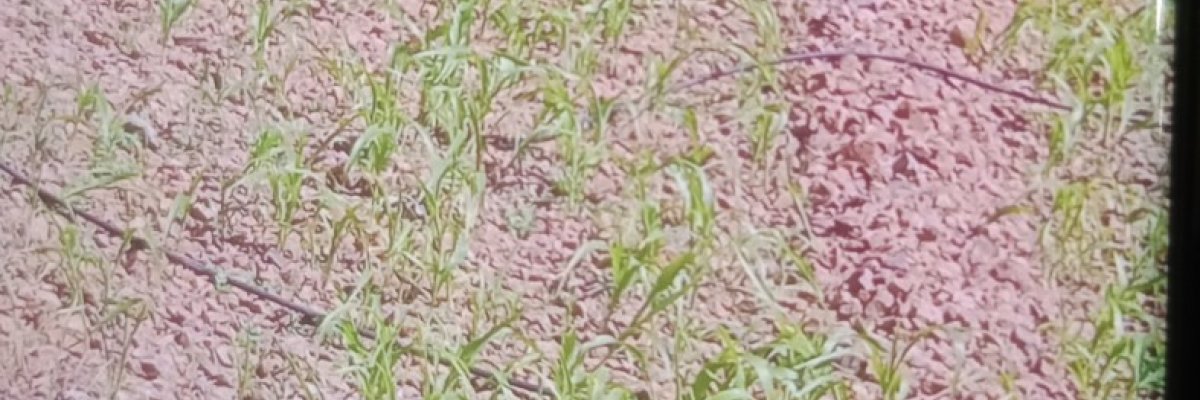 R K VEGETABLES AND FRUITS