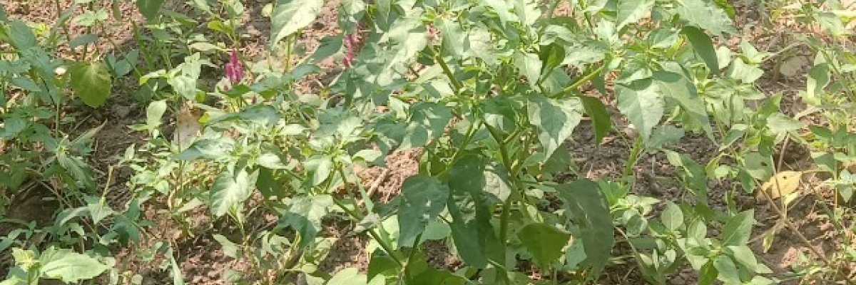 GREENMERITFED NIGERIA ENTERPRISES