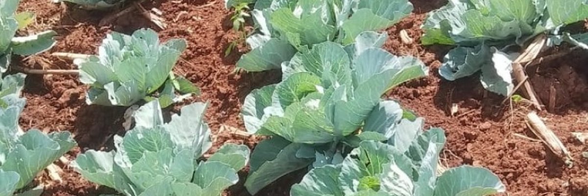 Lutatwa ngome lumbasi